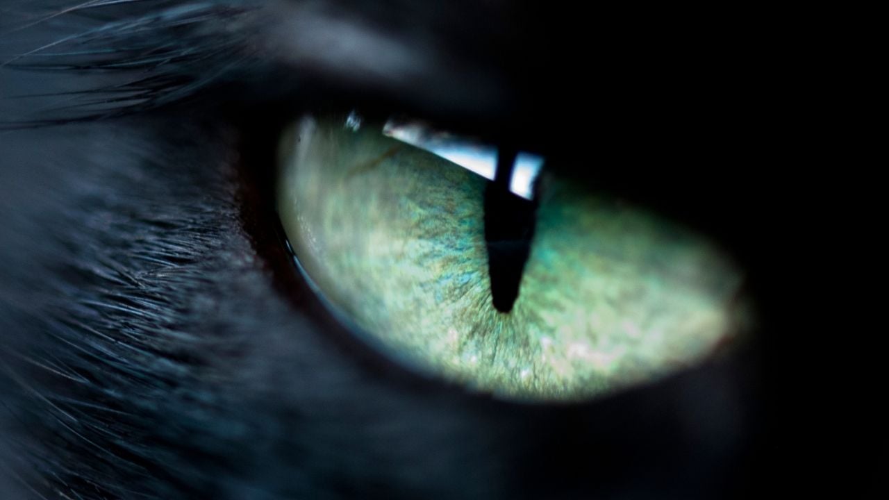 yeşil kedi gözü yakın çekim