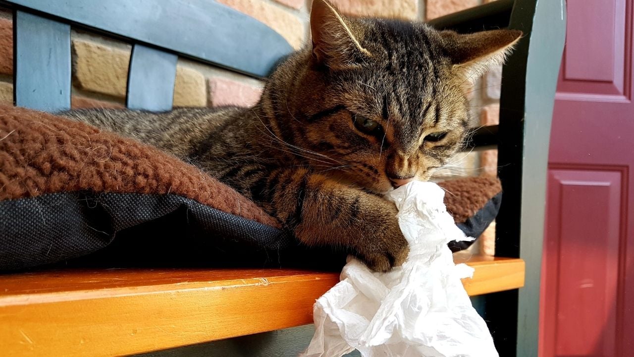 nezle bir kedi