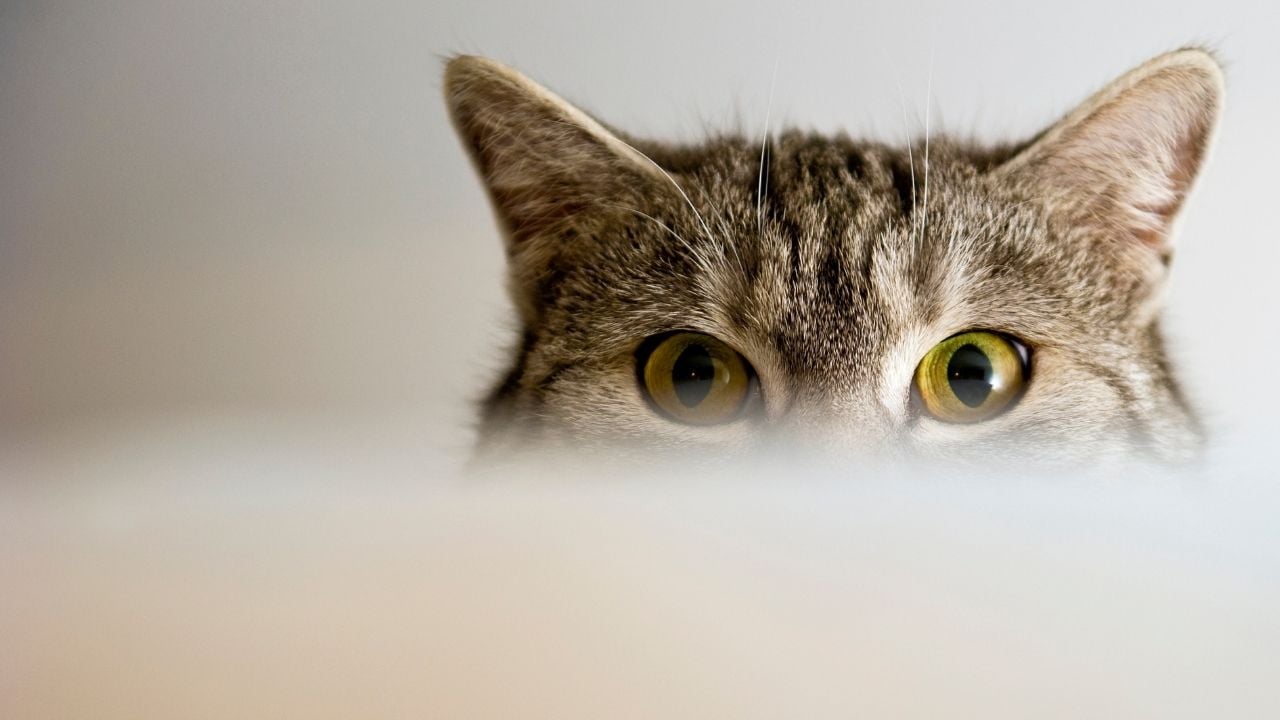 yeşil gözlü bir tekir kedi