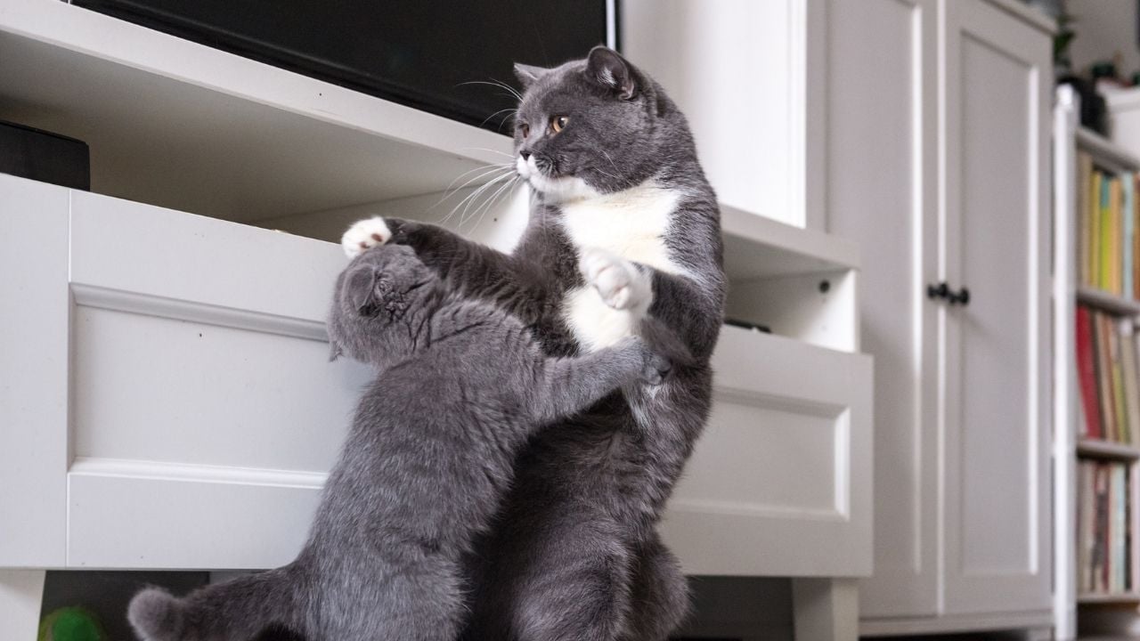 kavga eden iki kedi