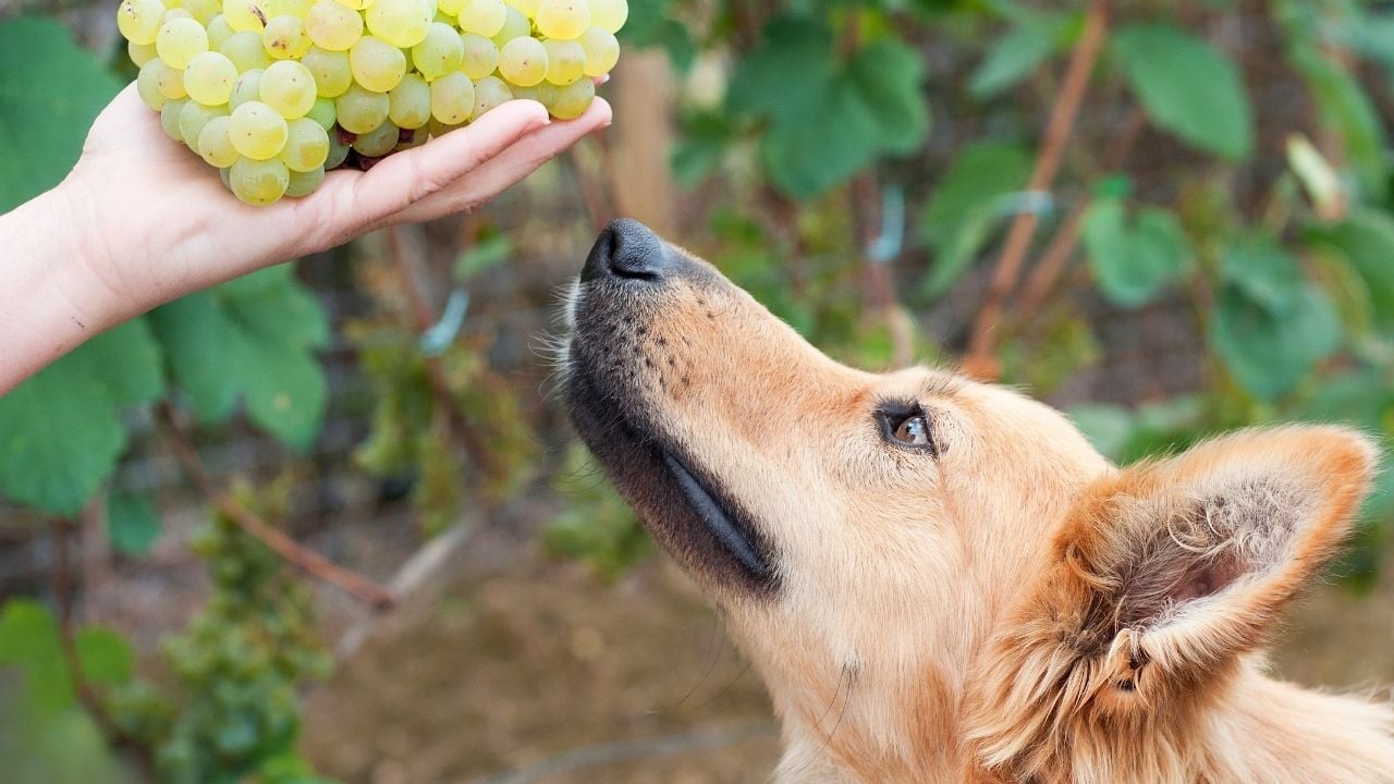kadın köpeğe üzüm gösteriyor