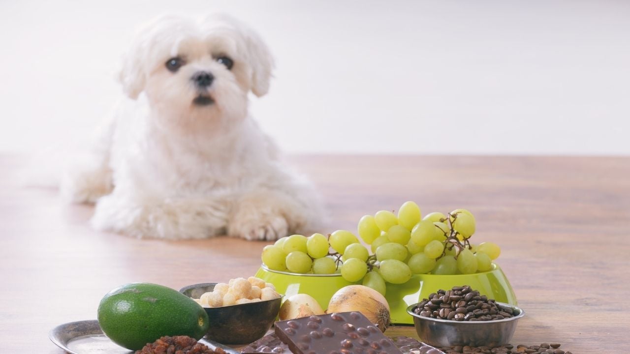 beyaz köpek üzüm ve zararlı yiyecekler tabağına bakıyor