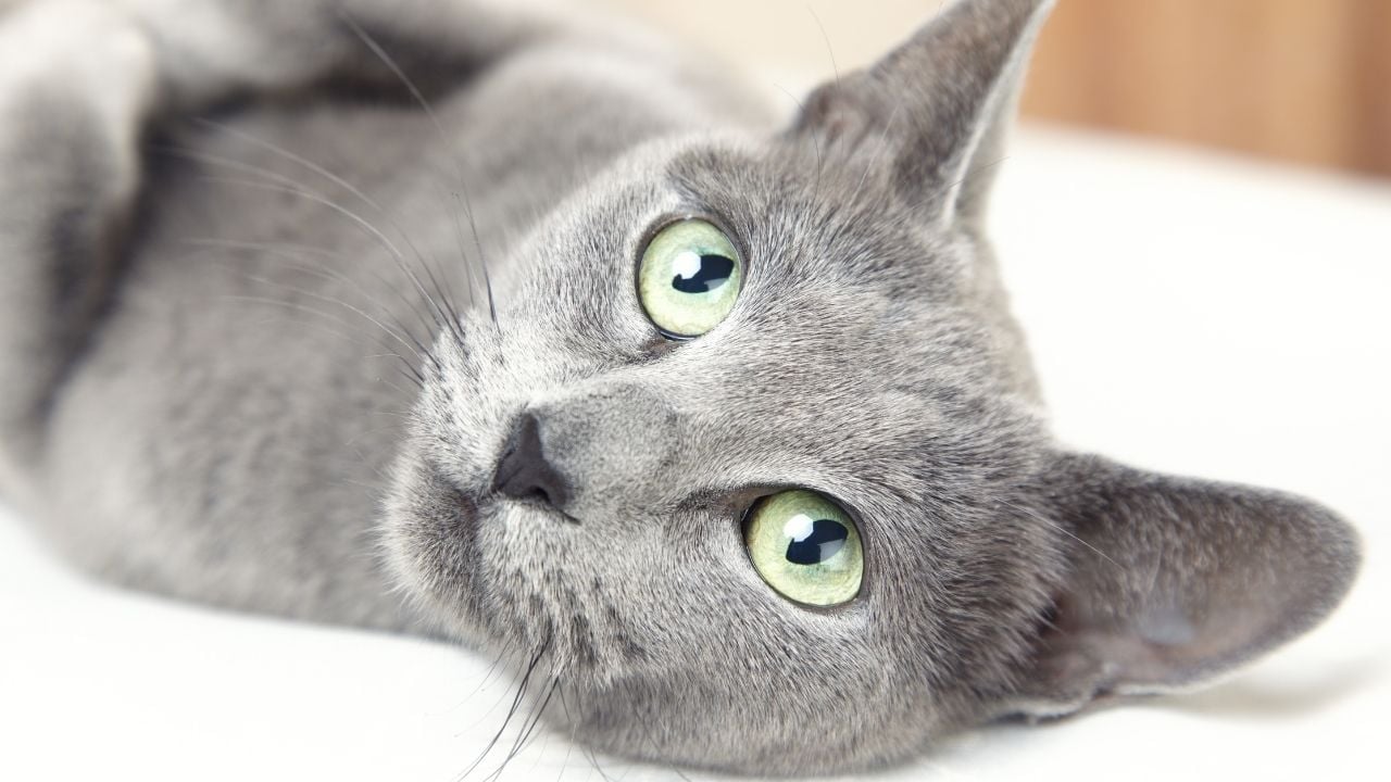 Russian Blue Kedisi yatıyor