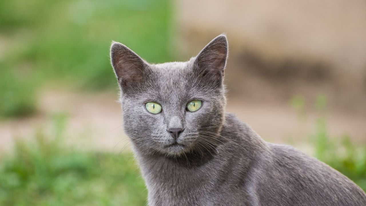 Russian Blue Kedisi (mavi rus kedisi) kameraya bakıyor