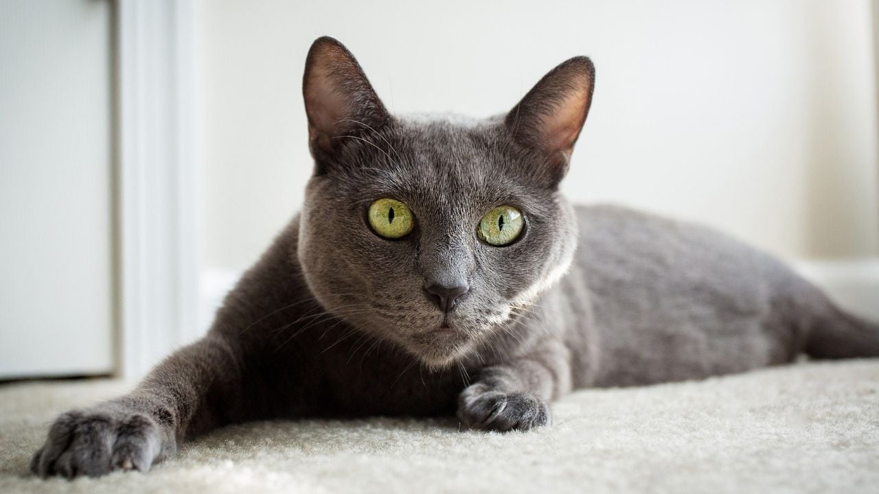 Russian Blue Kedisi (mavi rus kedisi) yerde yatıyor