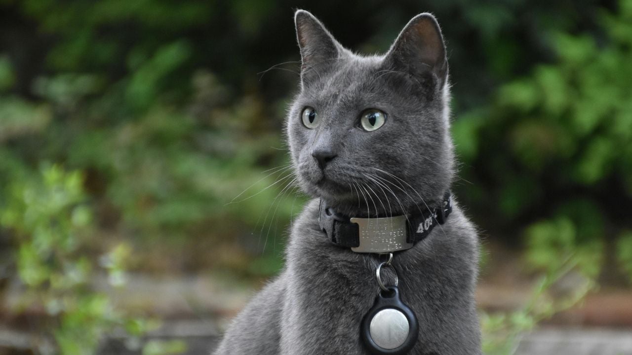 Russian Blue Kedisi (mavi rus kedisi) tasmalı