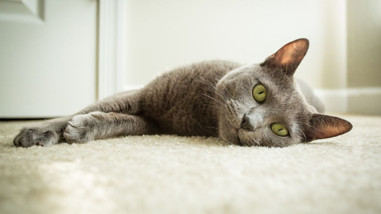 Russian Blue Kedisi (mavi rus kedisi) yan yatıyor