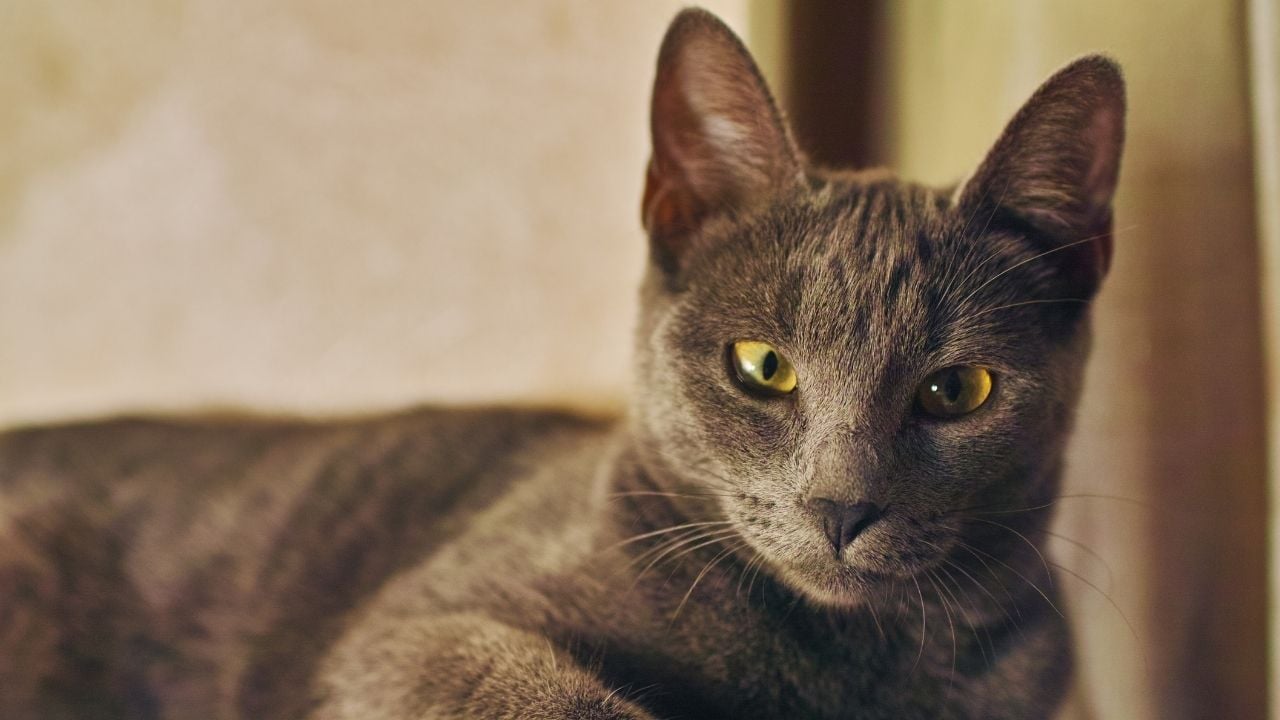 Russian Blue Kedisi (mavi rus kedisi) loş ışıkta