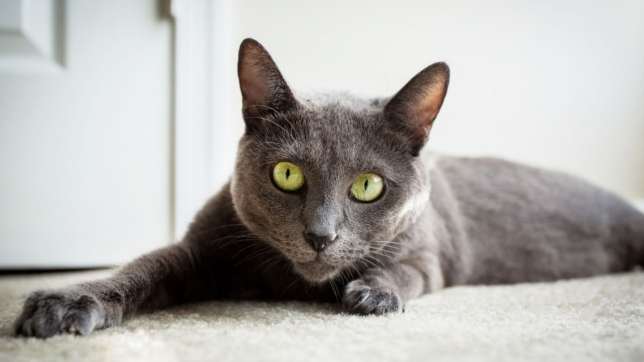 Russian Blue Kedisi (mavi rus kedisi) halıda yatıyor
