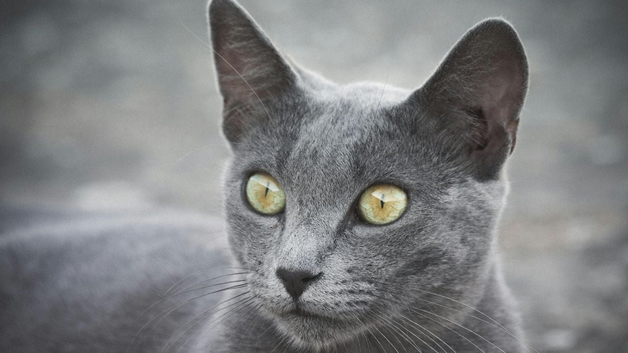 Russian Blue Kedisi (mavi rus kedisi) ve gözleri