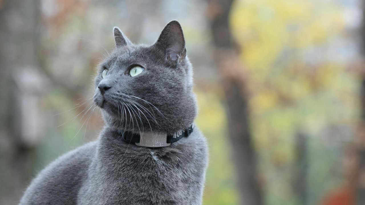 Russian Blue Kedisi (mavi rus kedisi) havaya bakıyor