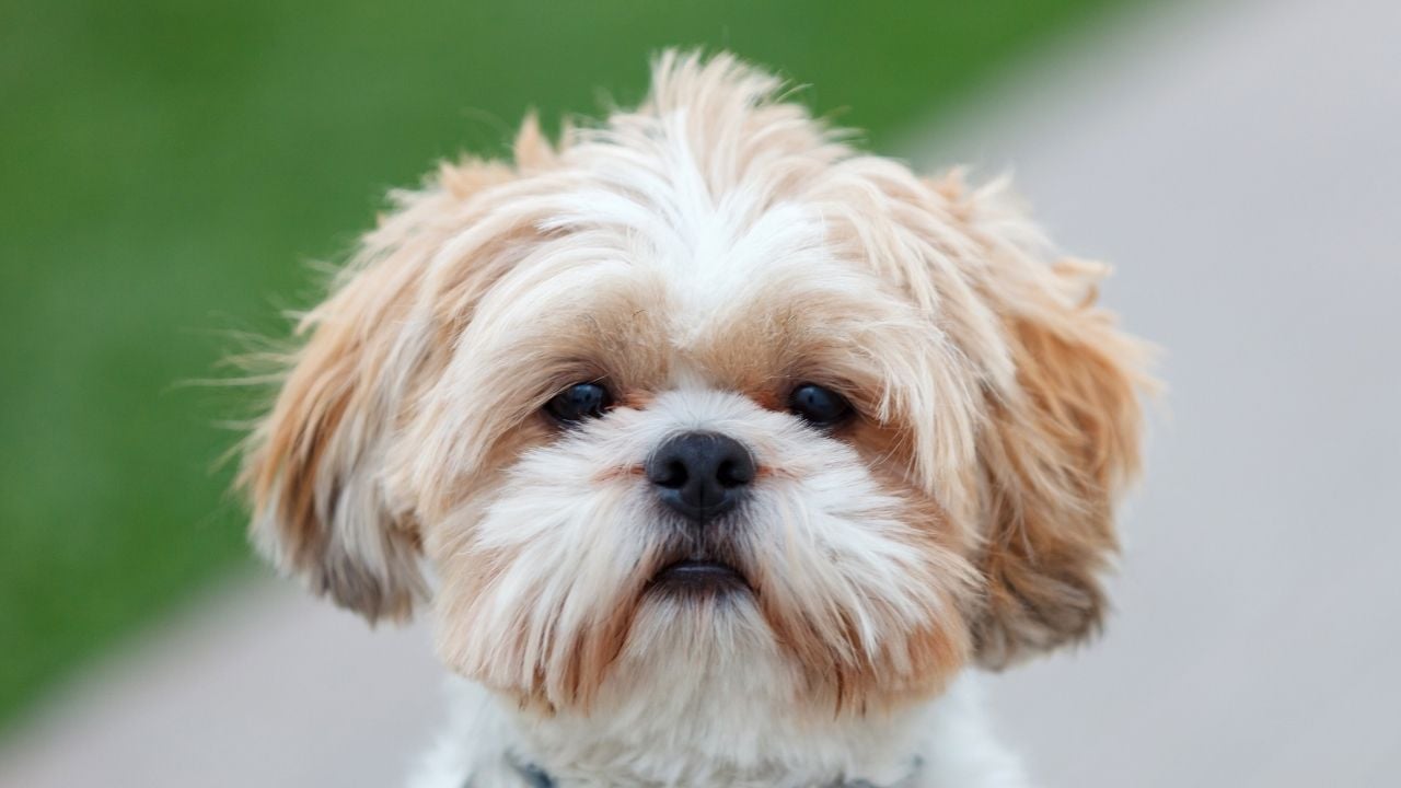 Shih Tzu Köpek krem ve kahverengi