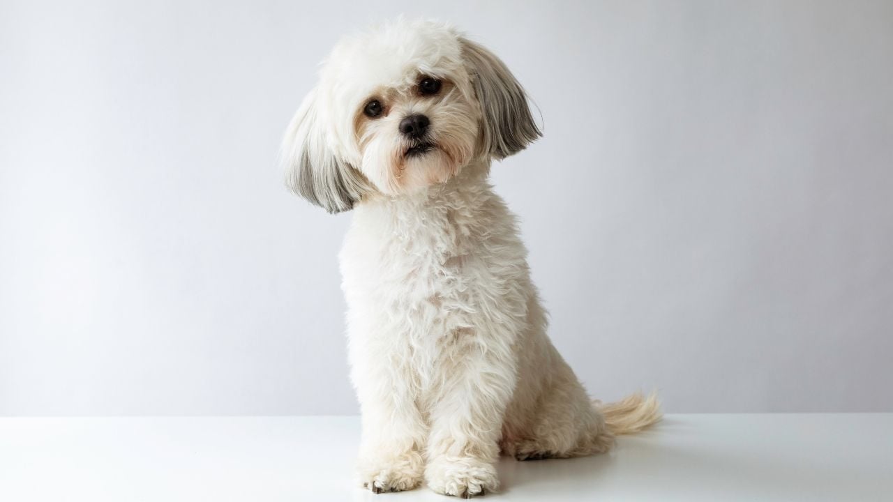 Shih Tzu Köpek ayakta
