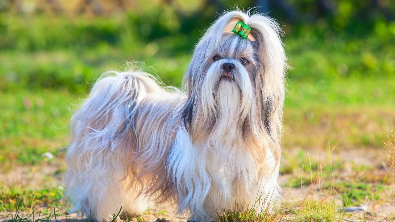 uzun tüylü Shih Tzu Köpek