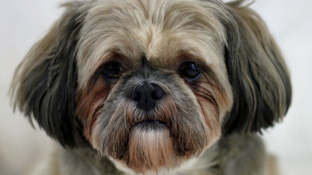 gri kırçıllı Shih Tzu Köpek