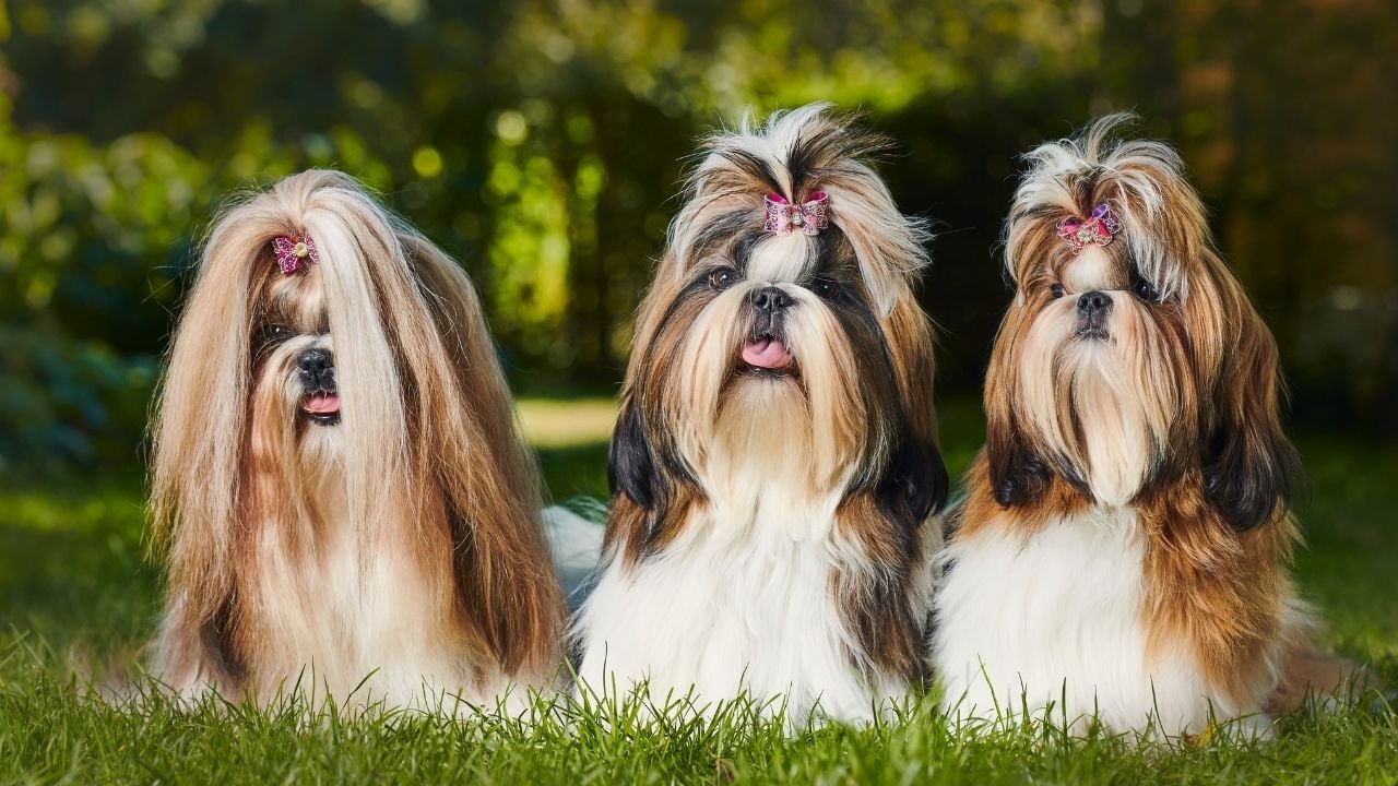 3 uzun tüylü Shih Tzu Köpek