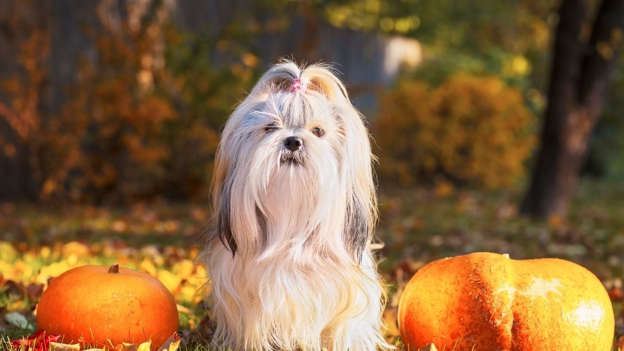 Shih Tzu Köpek ve bal kabakları