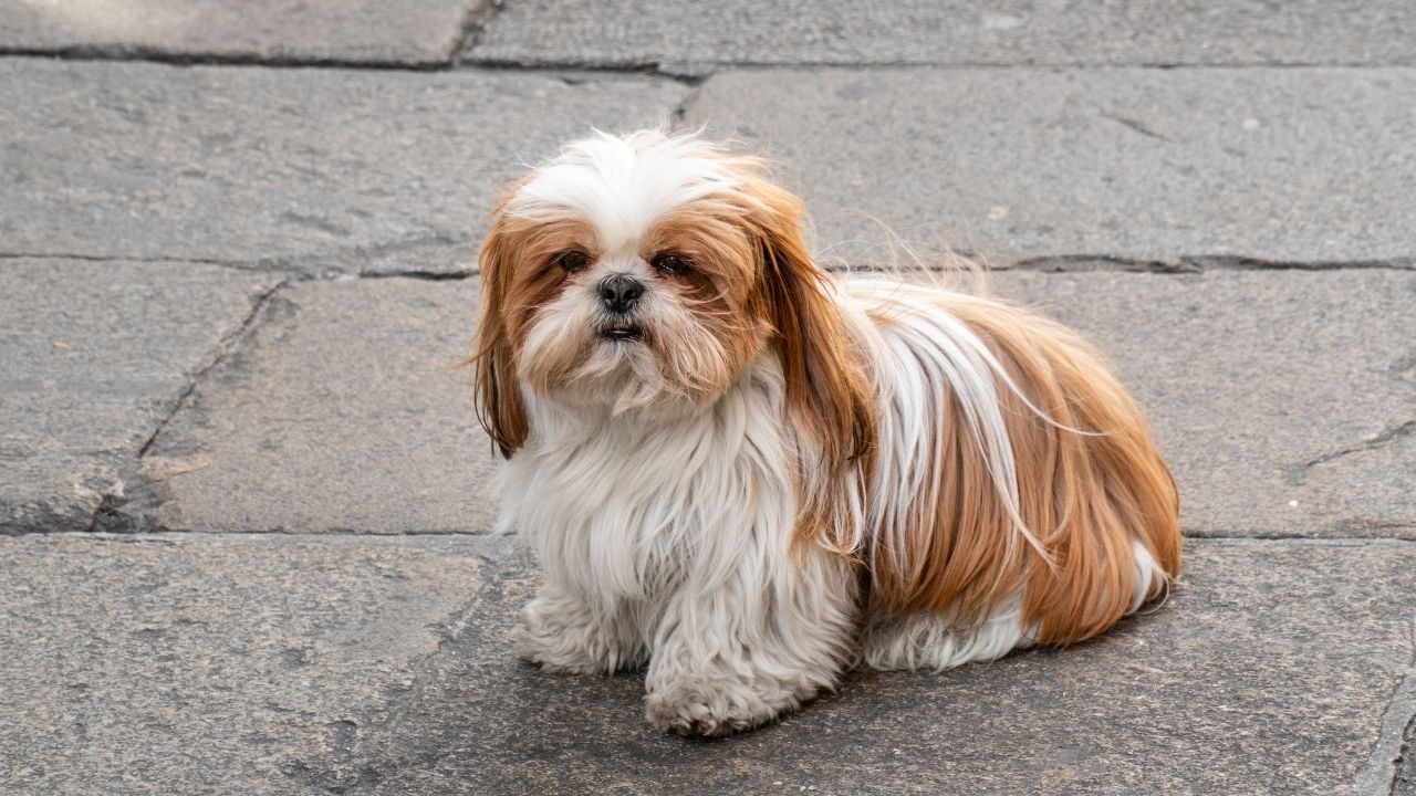 sokakta kahve beyaz Shih Tzu Köpek