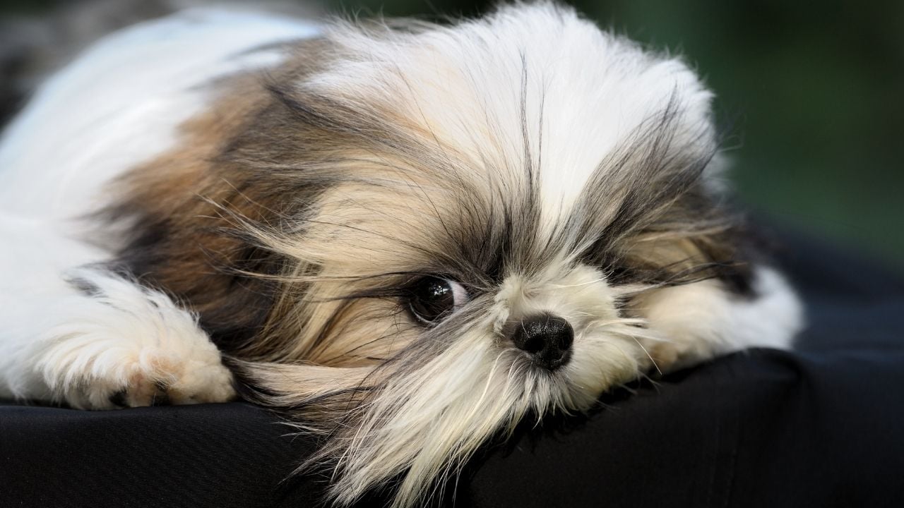 yatan Shih Tzu Köpek