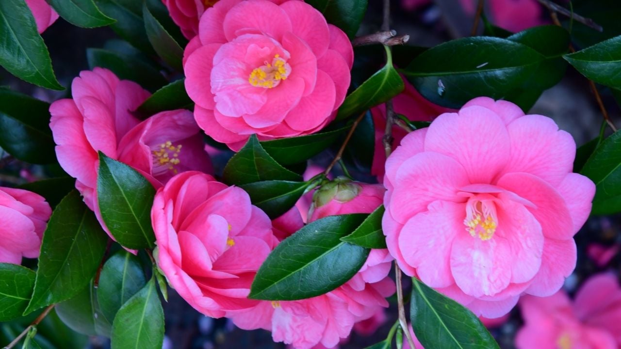 pembe Japon Kamelyası