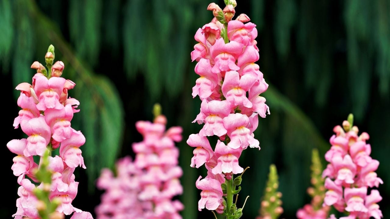 pembe Aslanağzı