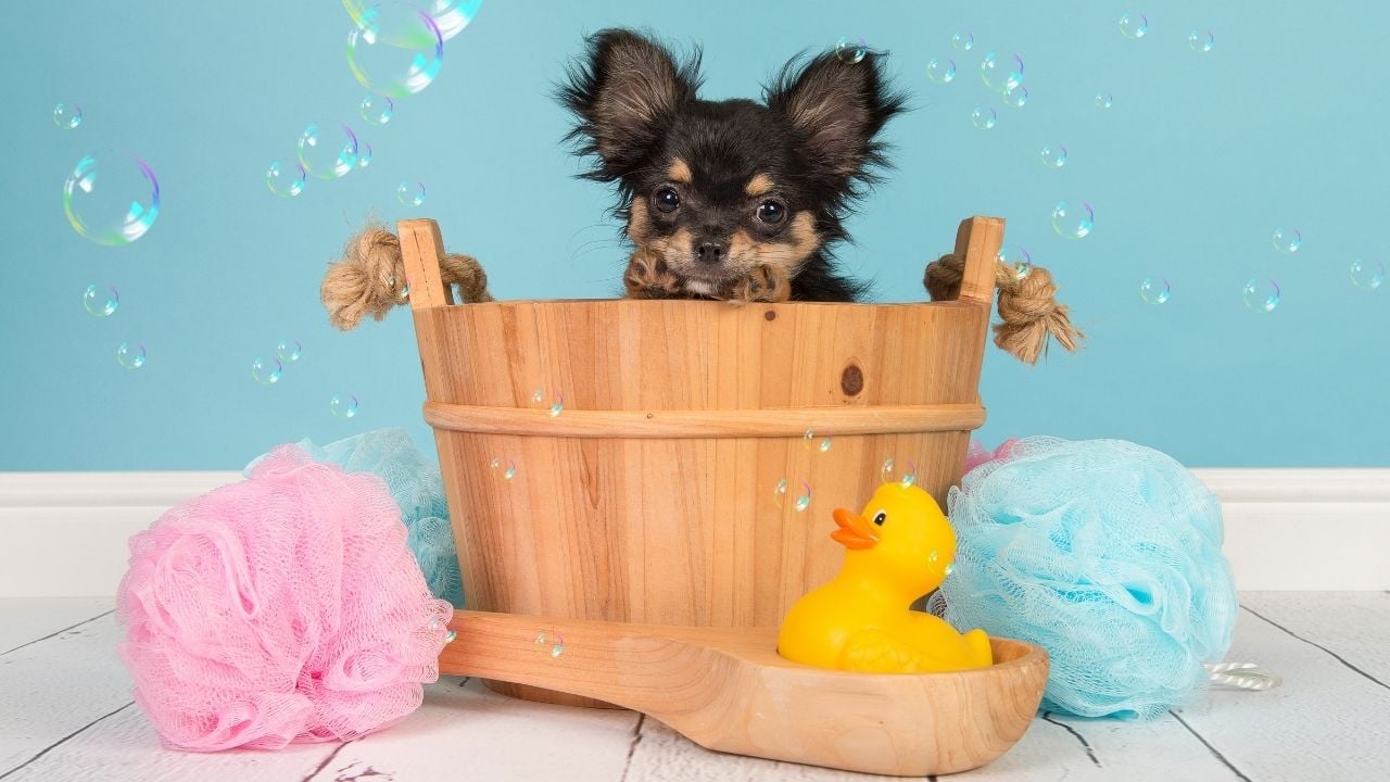 köpek ve banyo malzemeleri