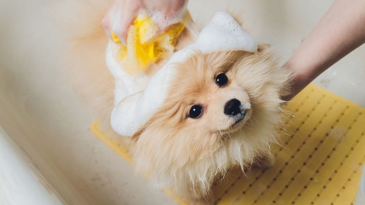 kaymaz mat üstünde köpek, yıkanıyor