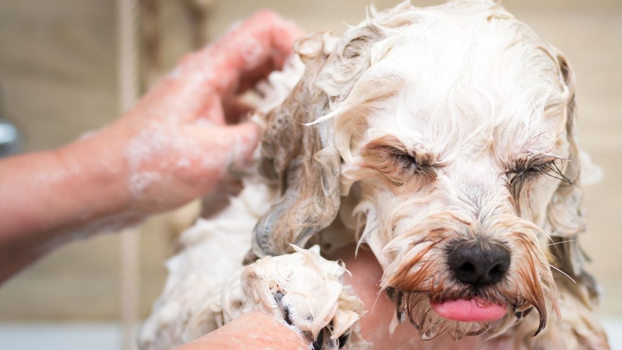 köpek banyo yaparken köpürtülüyor