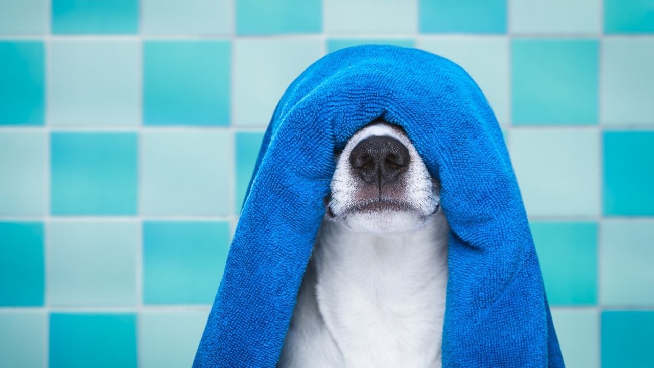 köpeğin yüzünde havlu var