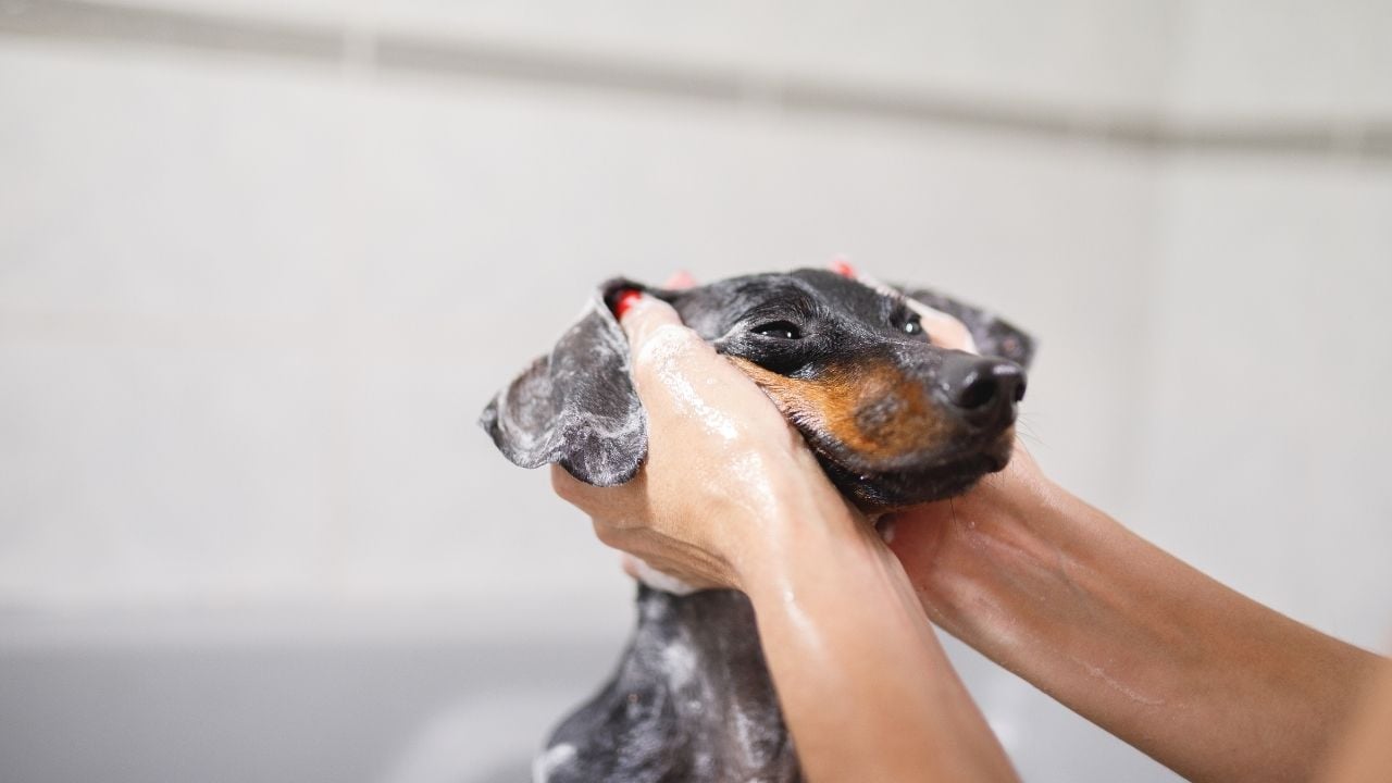 kahverengi köpek yıkanıyor