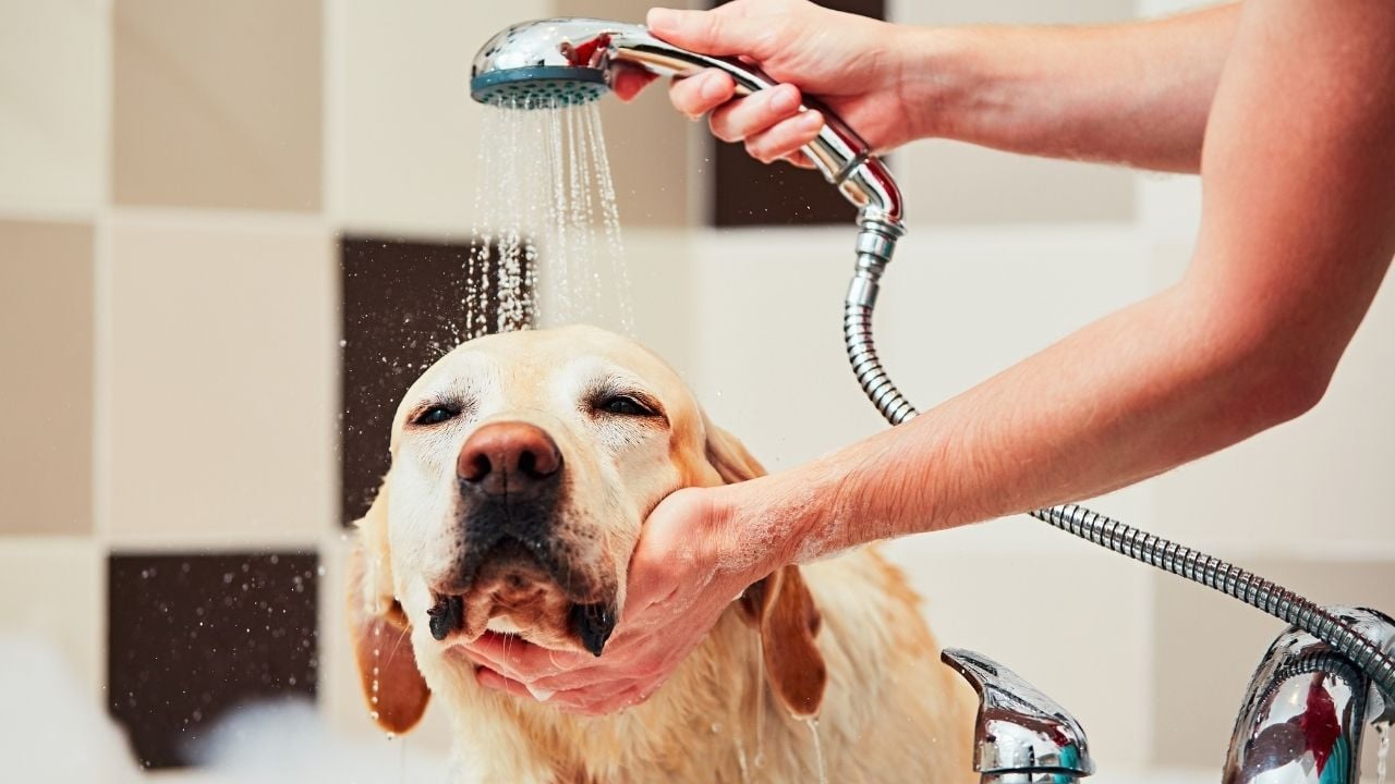 köpek duşta