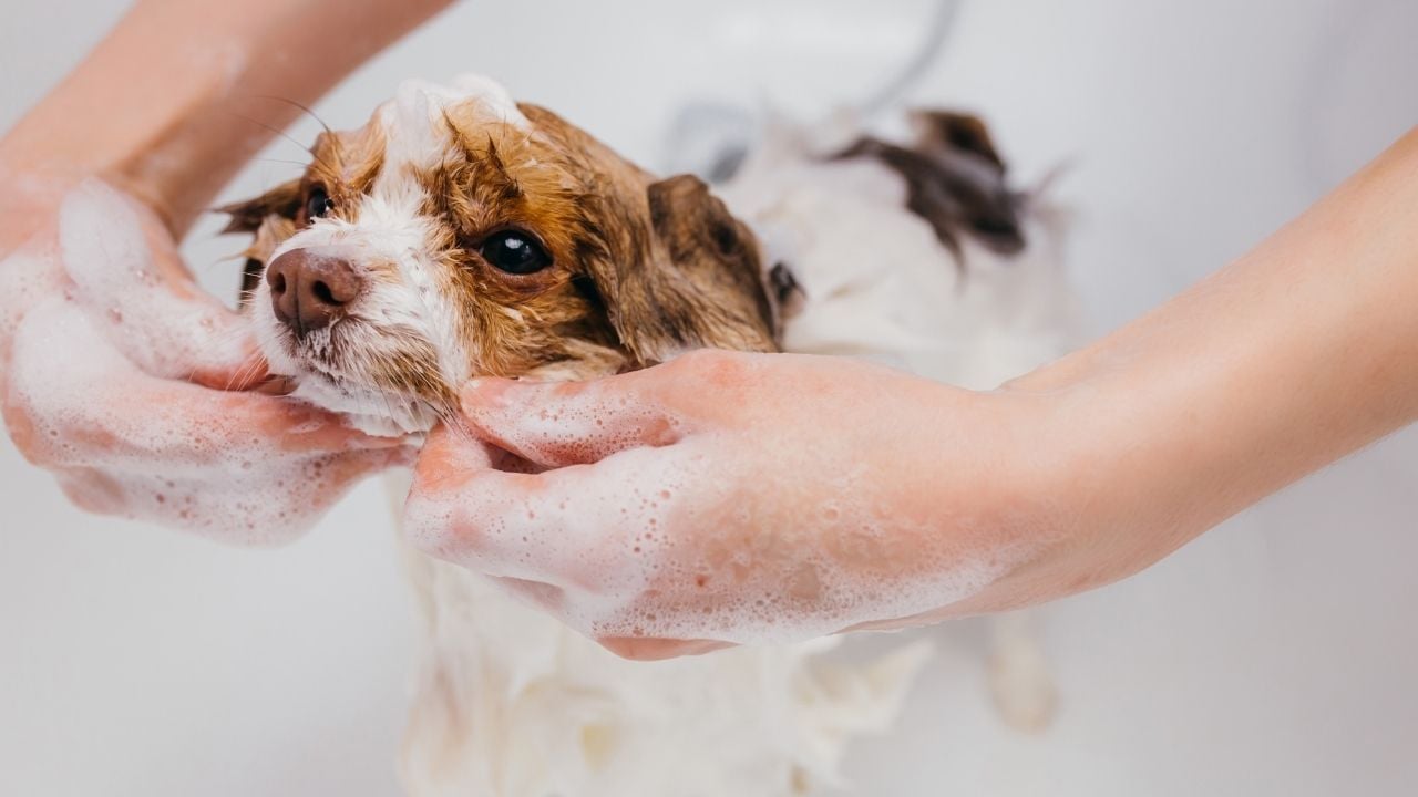 köpek banyo yapıyor