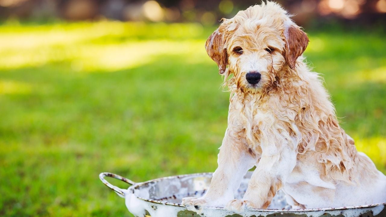 yavru köpek yıkanıyor