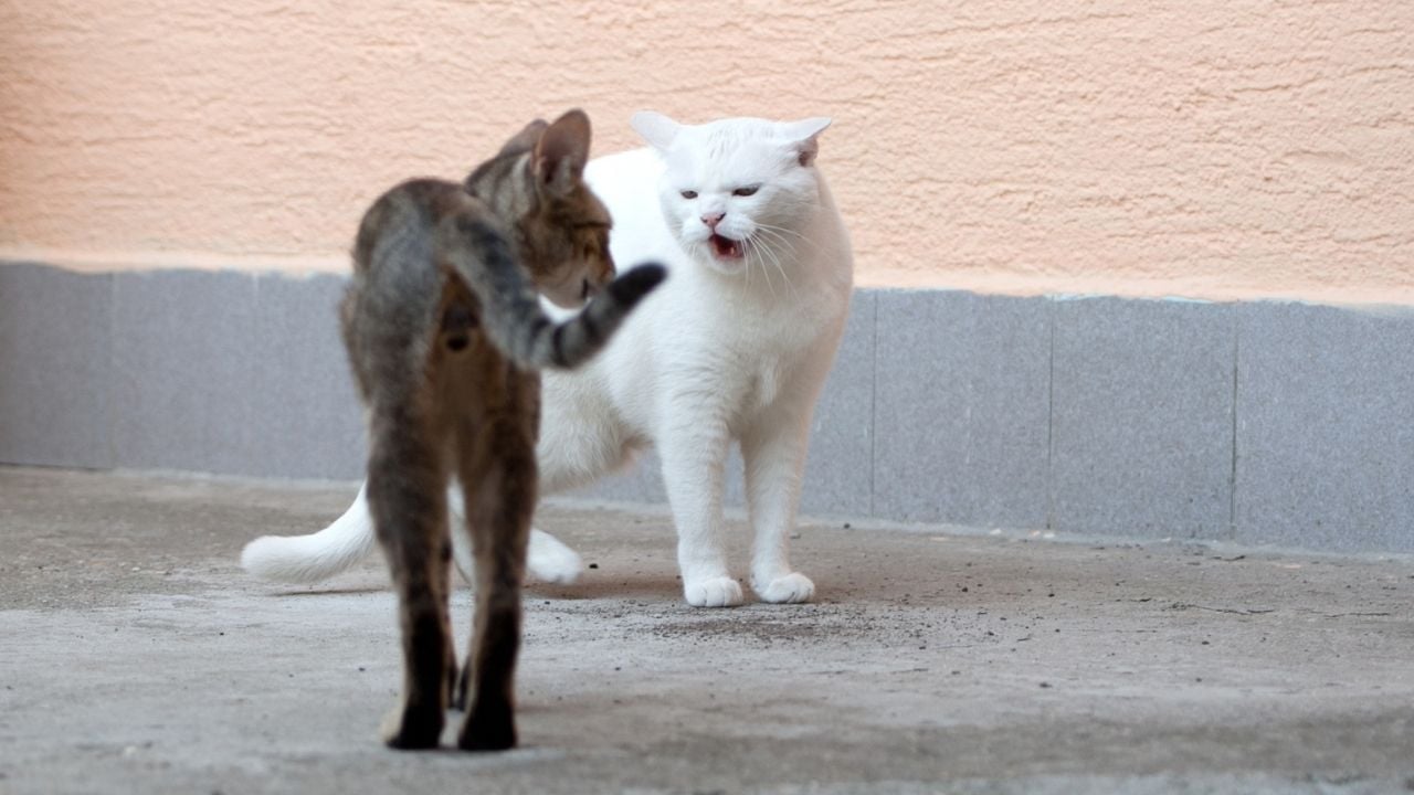 beyaz ve tekir kedi kavga ediyor