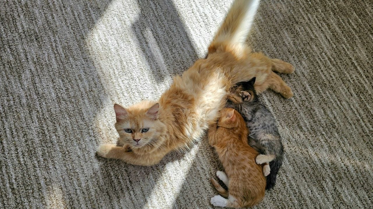anne kedi sinirli bakıyor