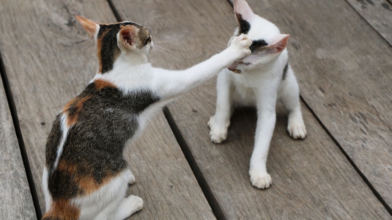 2 yavru kedi kavga ediyor