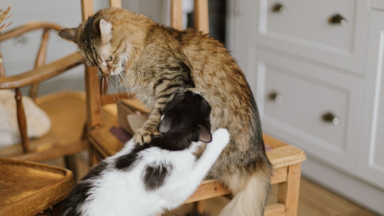 tekir ve smokin kedi kavga ediyor