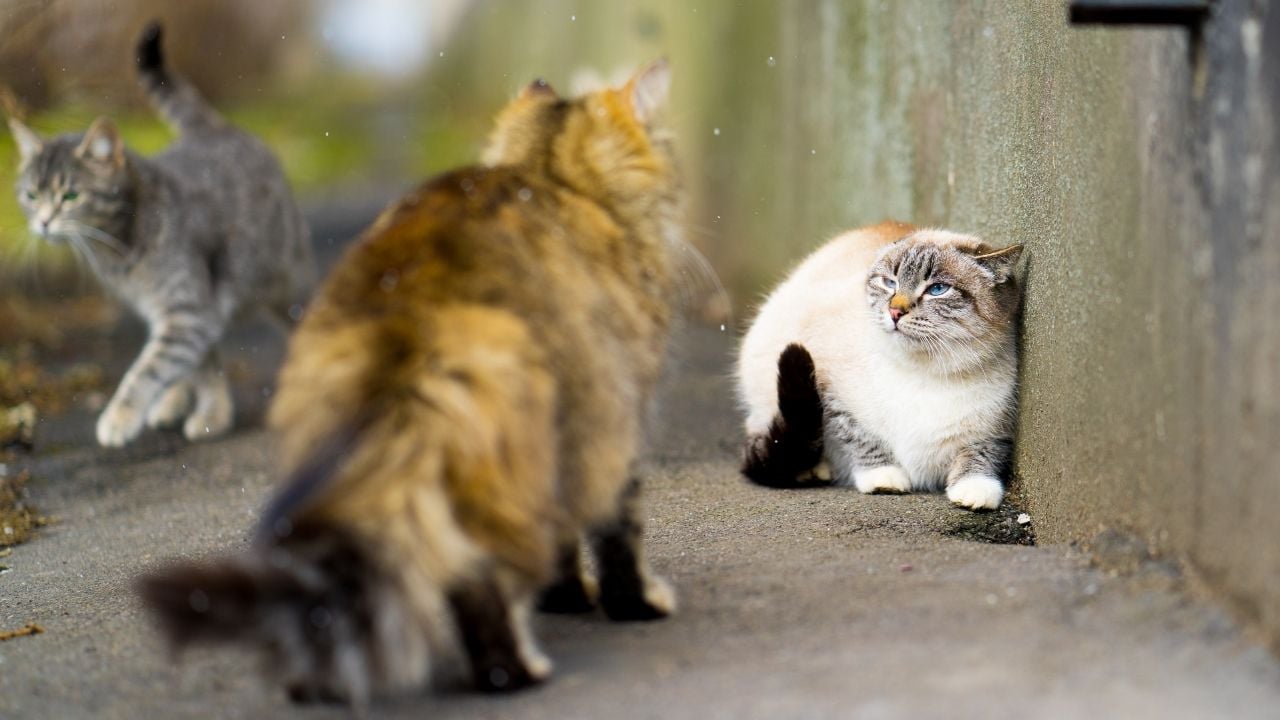 korkmuş kedi