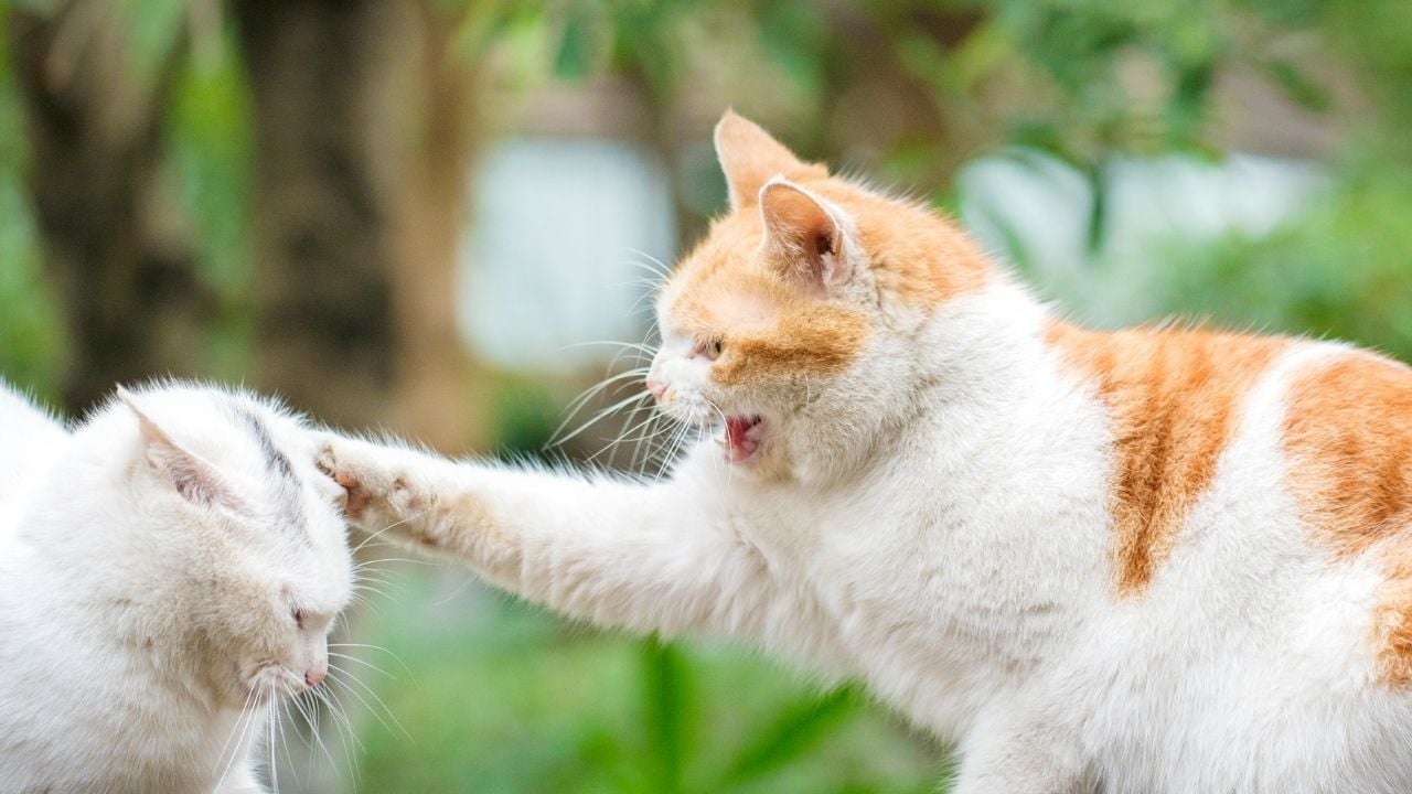beyaz ve sarı kedi kavga ediyor