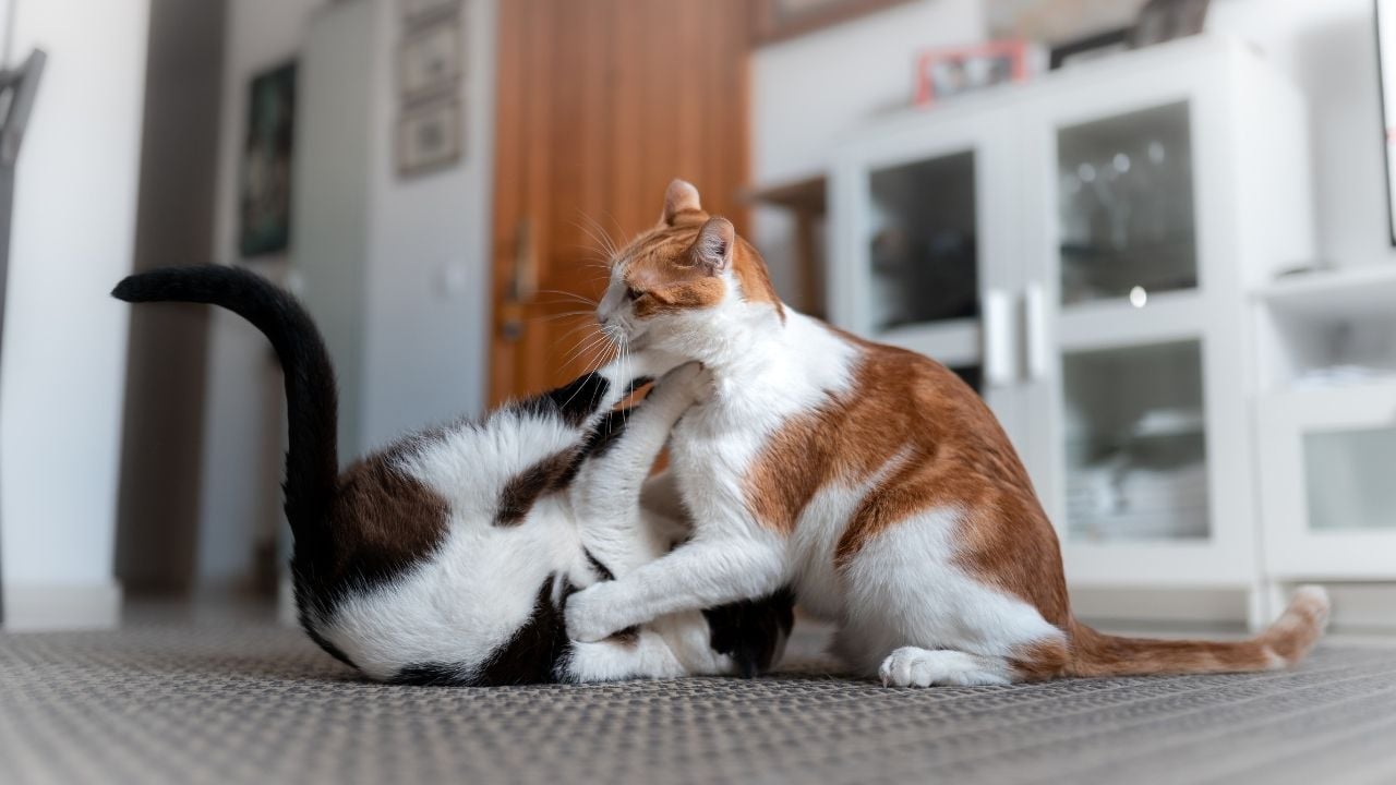 sarman ve smokin kedi kavga ediyor