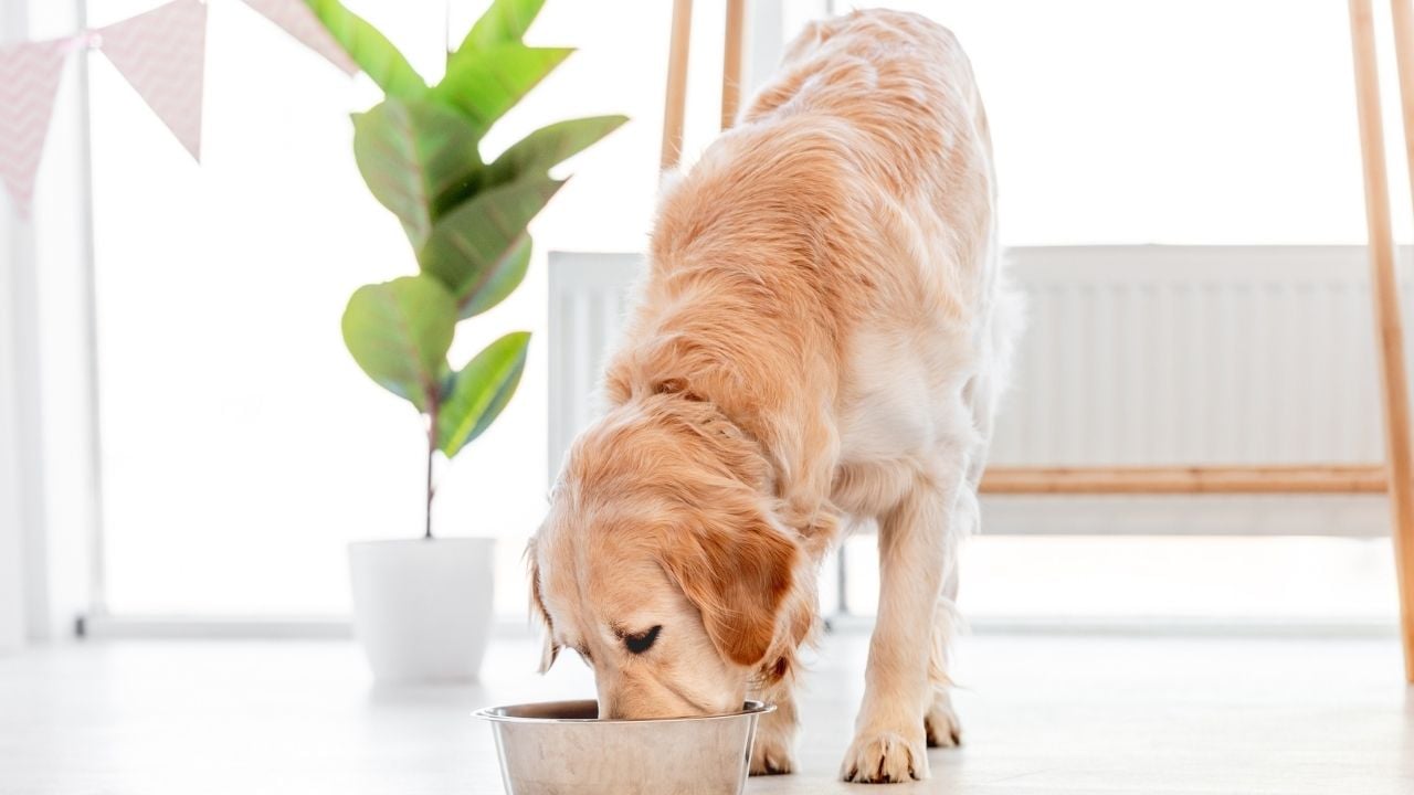 golden köpek mama yiyor