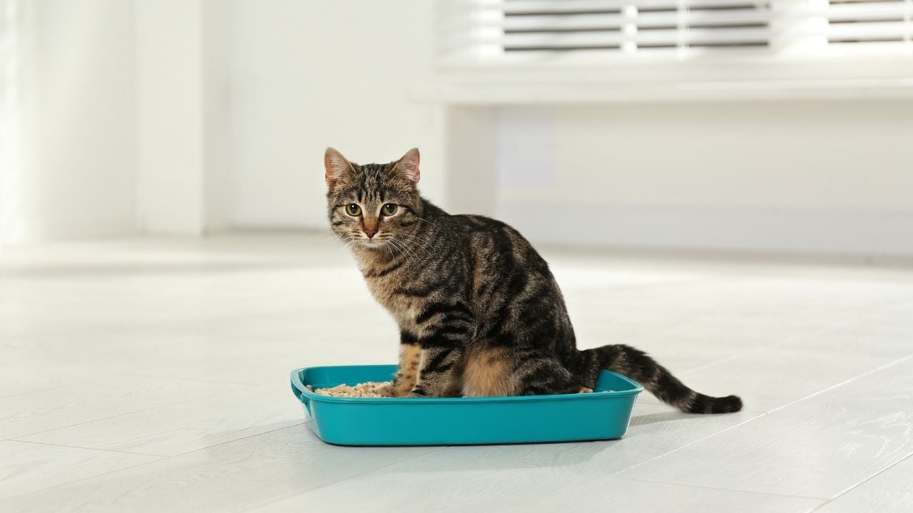 kedi tuvalet kabında