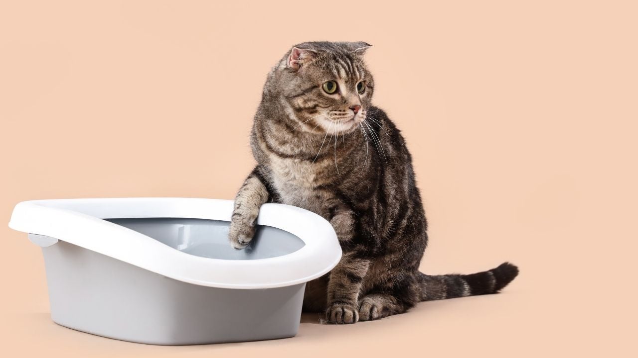 tekir kedi ve kum kabı yan yana