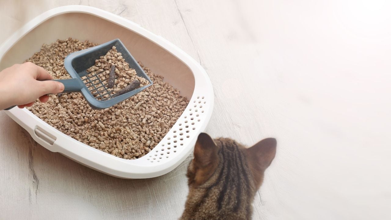 kedi kumu değiştiriliyor