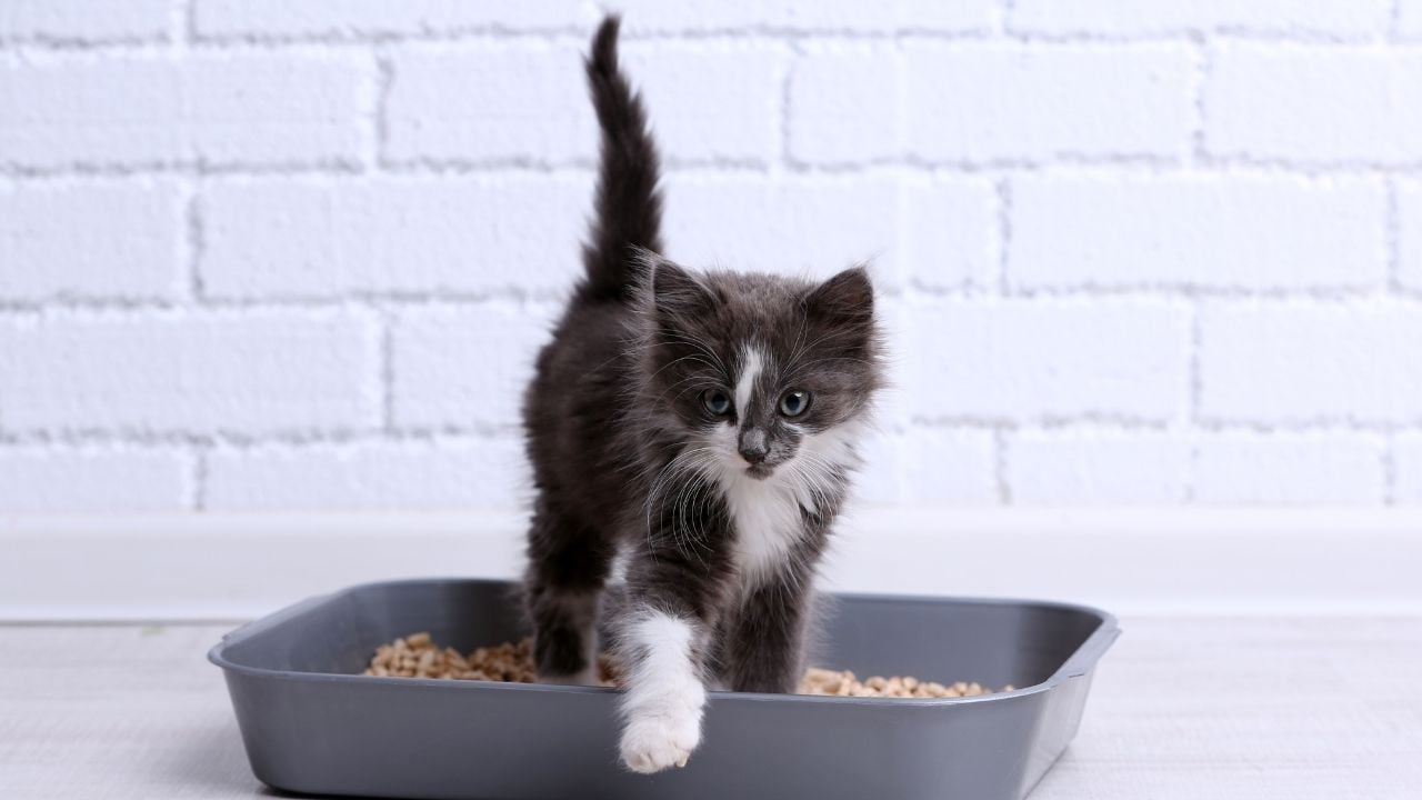 Yavru Kedi Tuvalet Eğitiminde