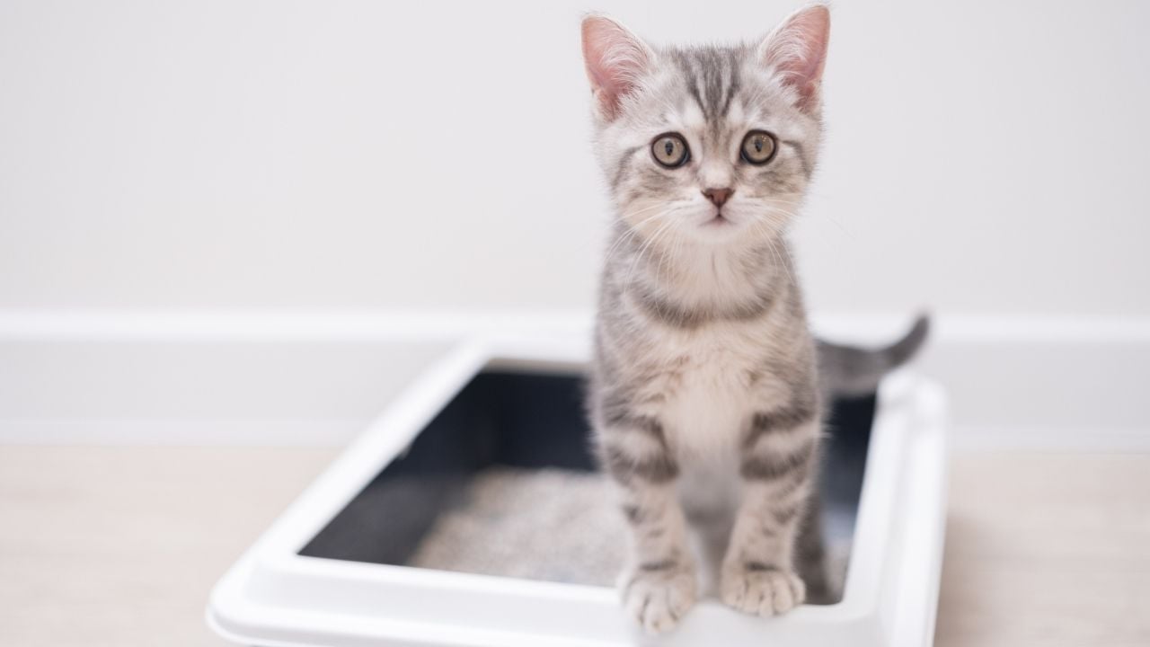 Yavru Kedi Tuvalet Eğitiminde kum kabı kullanıyor
