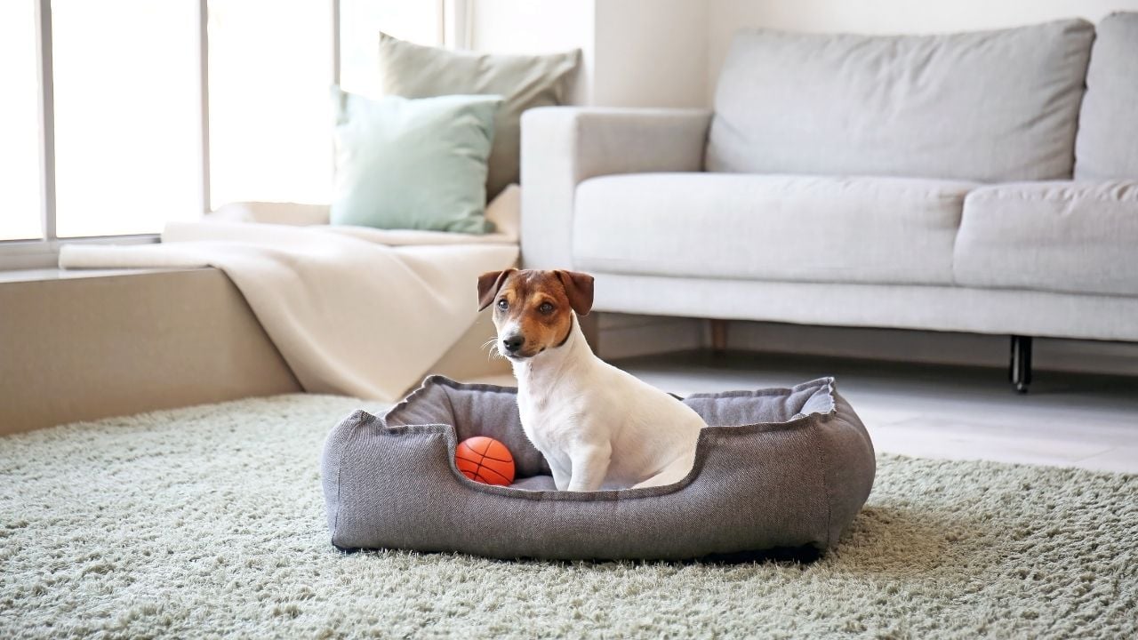 Ev İçinde yaşayan köpek