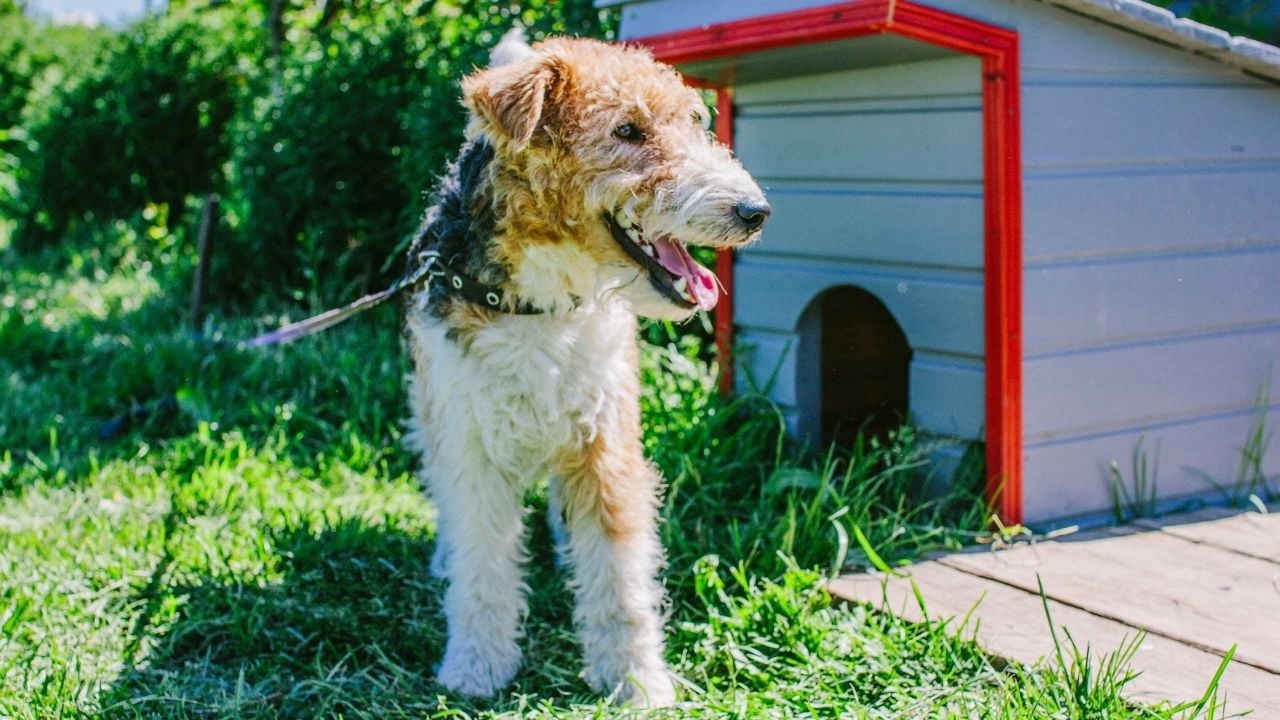 Bahçede ve Kulübede yaşayan köpek