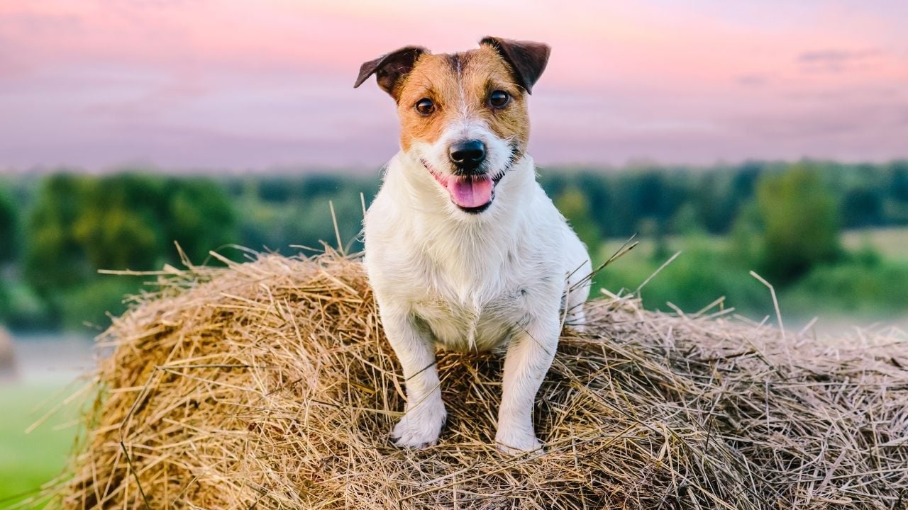 Kırsal Alanlarda ve Çiftliklerde yaşayan köpek