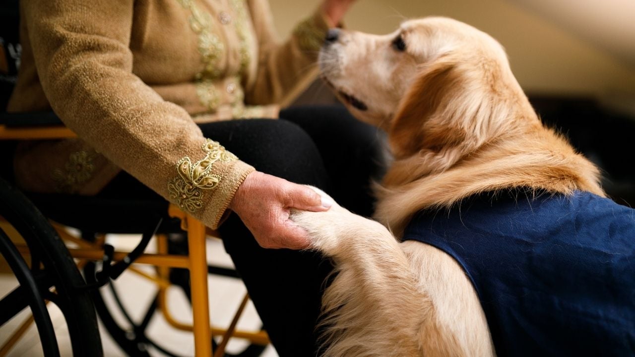 terapi köpekleri